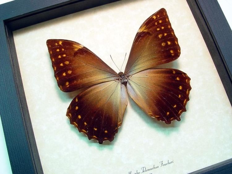 Morpho telemachus Morpho Telemachus Foucheri Real Butterfly Gifts Real Framed