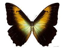 Morpho telemachus httpsuploadwikimediaorgwikipediacommonsthu