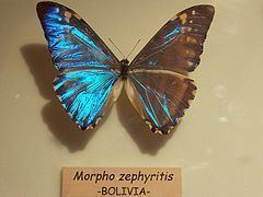 Morpho zephyritis httpsuploadwikimediaorgwikipediacommonsthu