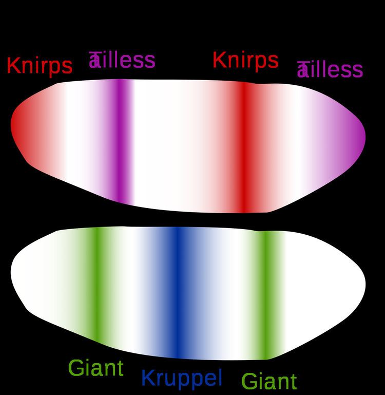Morphogenesis