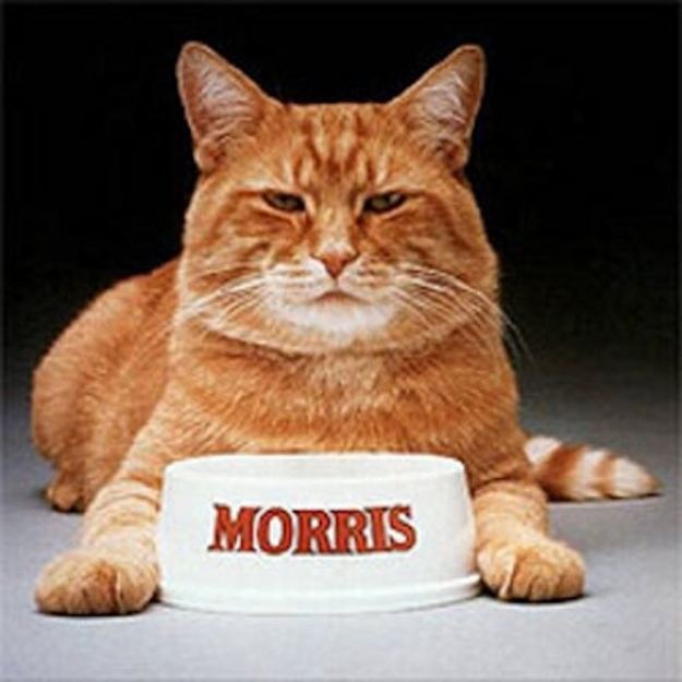 Morris the Cat Morris The Cat Was The Original Grumpy Cat