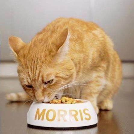 Morris the Cat Morris the Cat MorrisApproved Twitter