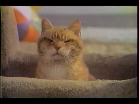 Morris the Cat 1978 9 Lives Morris the Cat Commercial YouTube