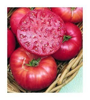 Mortgage Lifter Amazoncom 75 Mortgage Lifter Tomato Seeds Heirloom Variety by