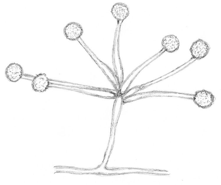 Mortierellaceae
