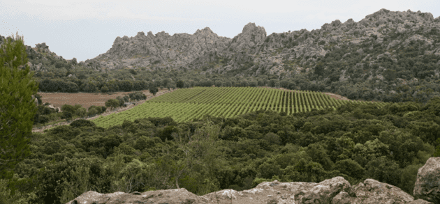 Mortitx Mortitx Vinos de Mallorca Costa Nord Pollensa Escorca Lluc