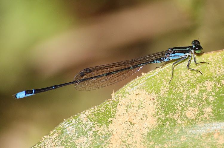 Mortonagrion Dragonflies amp damselflies of Thailand 77 Mortonagrion aborense