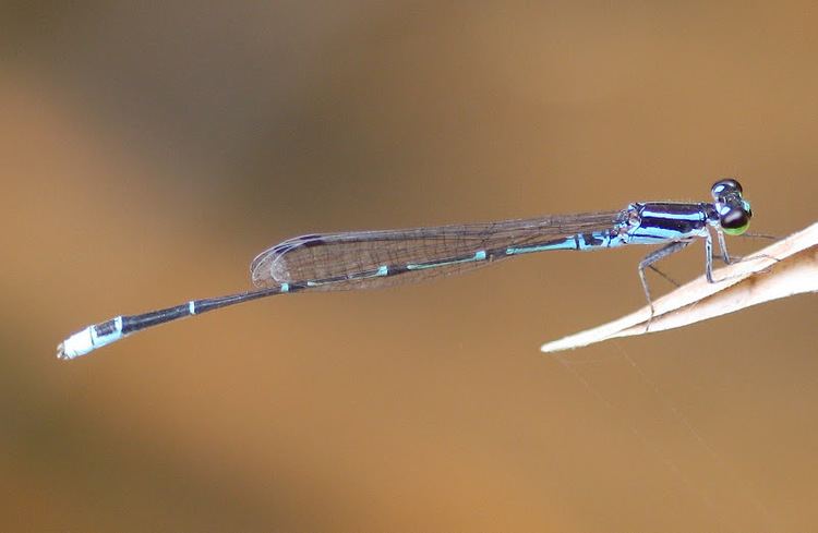 Mortonagrion Dragonflies amp damselflies of Thailand 77 Mortonagrion aborense