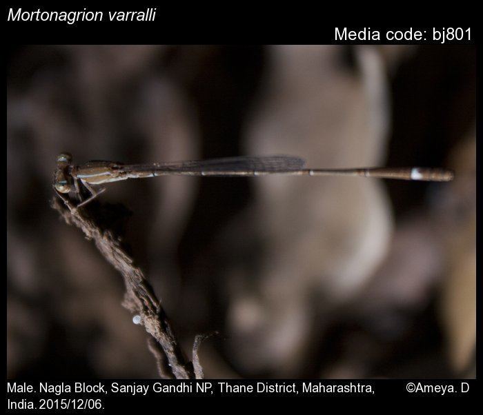 Mortonagrion Mortonagrion varralli Odonata of India