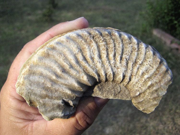 Mortoniceras Texas Ammonites