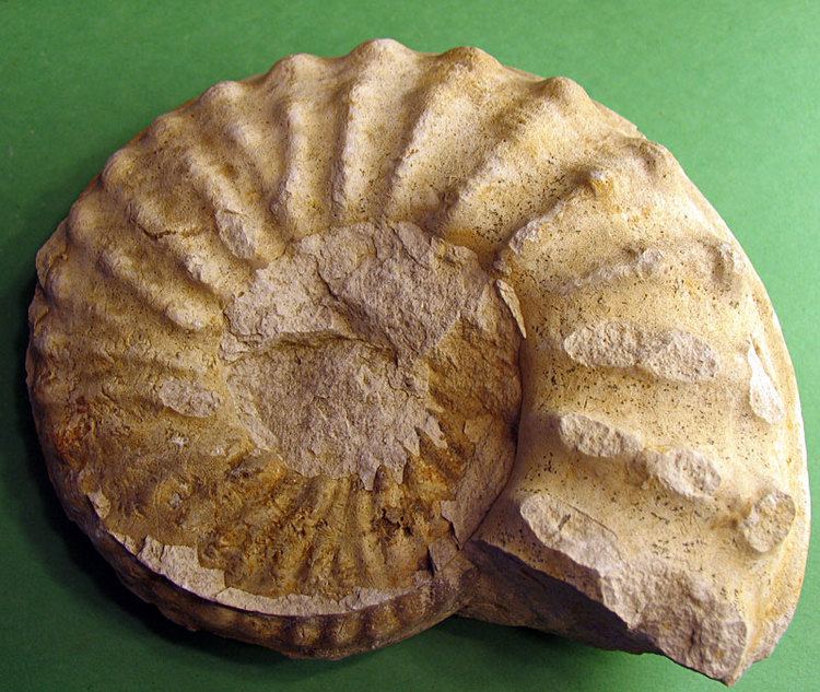 Mortoniceras Louisville Fossils and Beyond Mortoniceras Ammonite Fossil