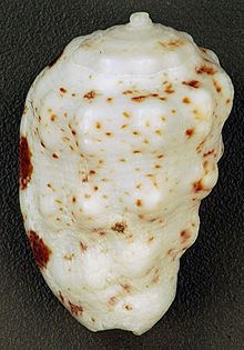 Morum oniscus httpsuploadwikimediaorgwikipediacommonsthu