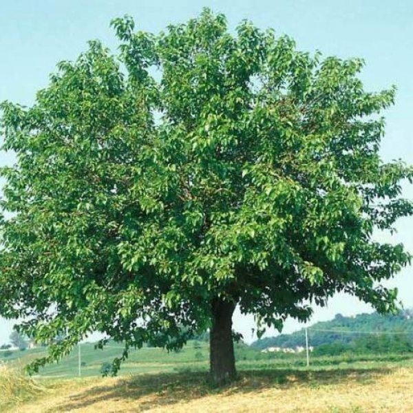 Morus alba MORUS ALBA White Mulberry