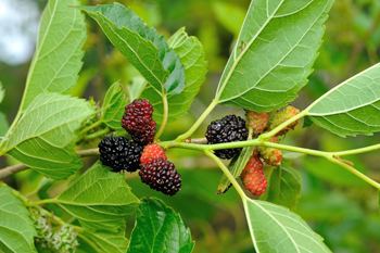 Morus alba Mulberry Medicinal Herb Info