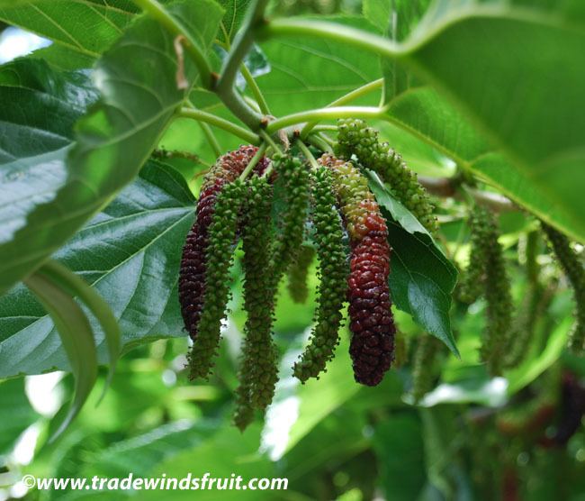 Morus macroura Himalayan Mulberry Morus macroura
