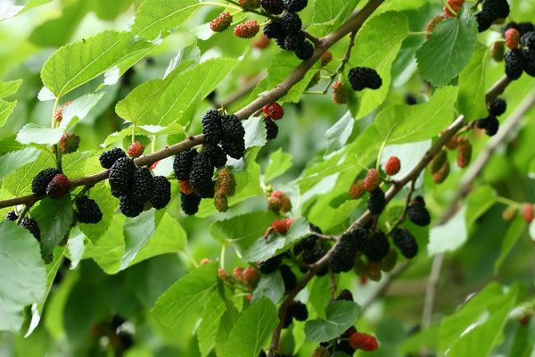 Morus nigra Buy black mulberry Morus nigra Delivery by Crocus