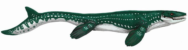 Mosasaur About Mosasaurus amp Mosasaurs FossilEracom