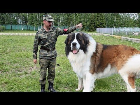 Moscow Watchdog Moscow Watchdog Gentle Giant and Powerful Protector YouTube