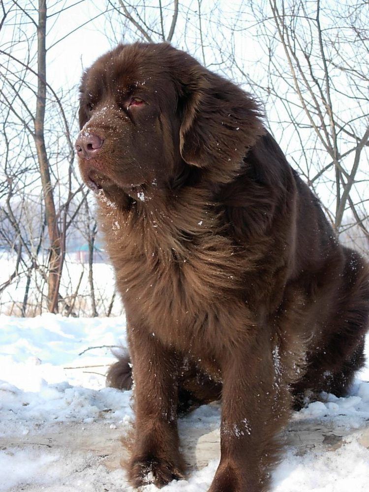 Moscow Water Dog Brown Moscow Water Dog photo and wallpaper Beautiful Brown Moscow