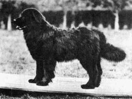 Moscow Water Dog MOSCOW WATER DOGVODOLAZEXTINCT BREEDS Booksforever1blog