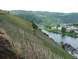 Mosel (wine region) httpsuploadwikimediaorgwikipediacommonsthu