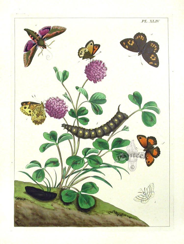 Moses Harris Moses Harris Butterfly Prints 1840