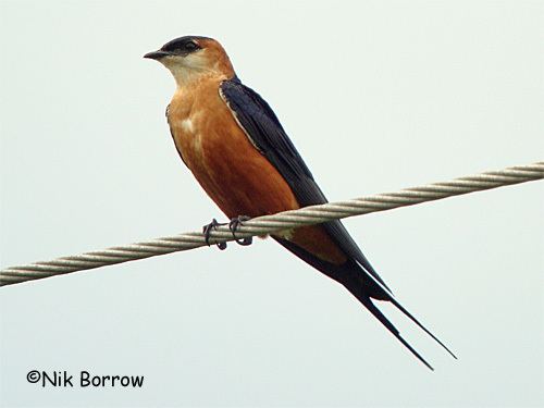 Mosque swallow BirdQuest The Ultimate in Birding Tours