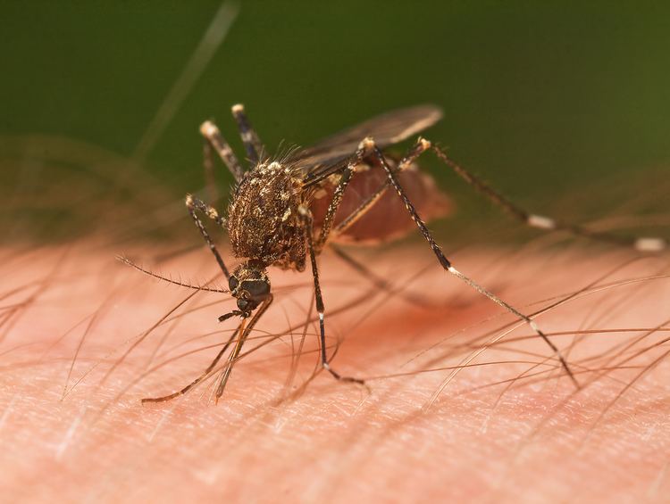 Mosquito httpsuploadwikimediaorgwikipediacommons11