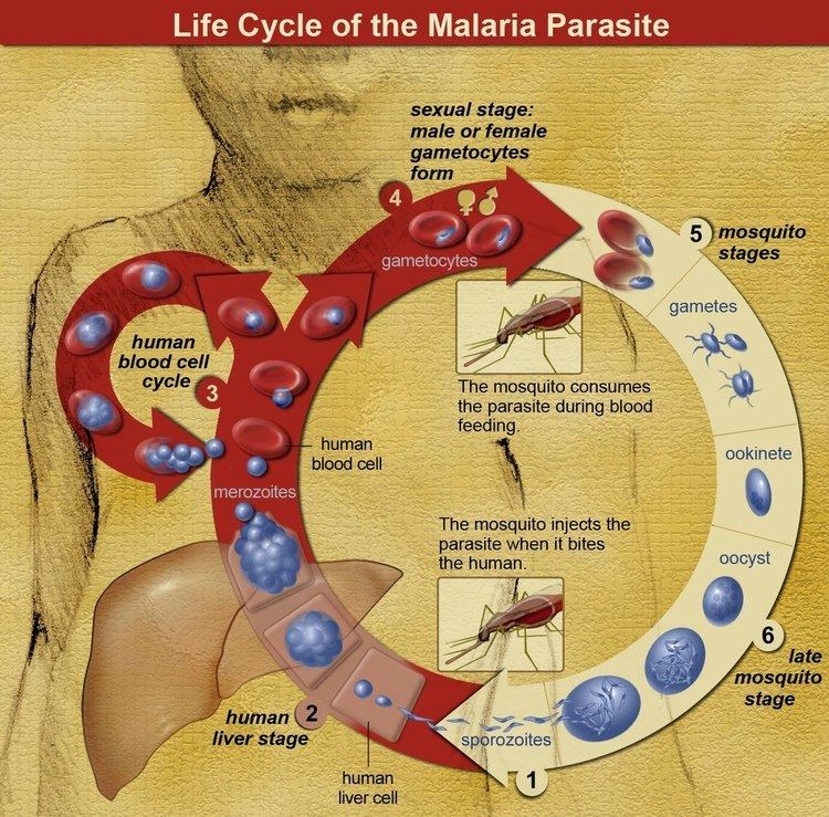 Mosquito-malaria theory