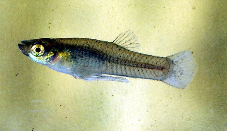 Mosquitofish Mosquitofish Wikipedia