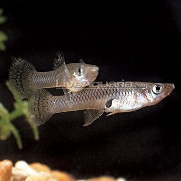 Mosquitofish Freshwater Pond Fish for Water Gardens Mosquito fish