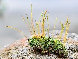 Moss httpsuploadwikimediaorgwikipediacommonsthu