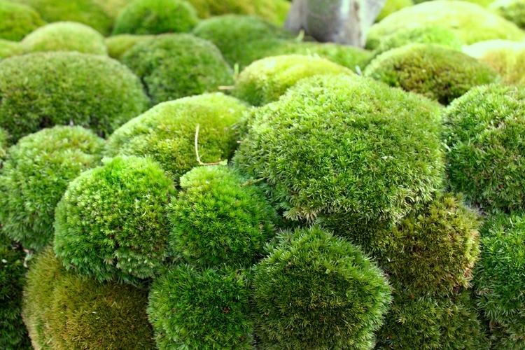 Moss Maybe Moss The Frustrated Gardener