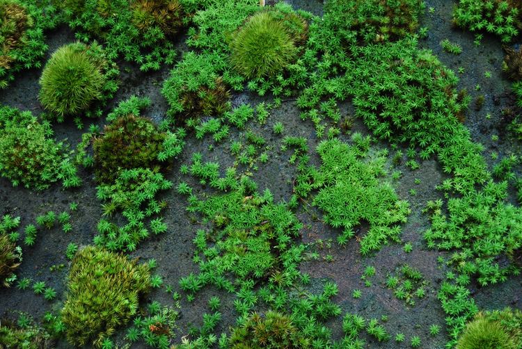 Moss moss Moss and Stone Gardens