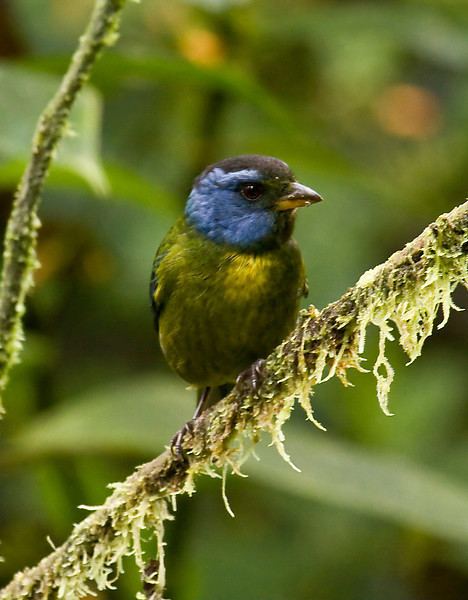 Moss-backed tanager Sapayoa Ecuador Bird Photos Photo Keywords Bangsia edwardsi