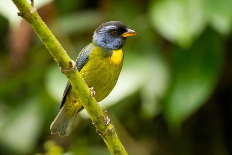 Moss-backed tanager Mossbacked Tanager Bangsia edwardsi videos photos and sound