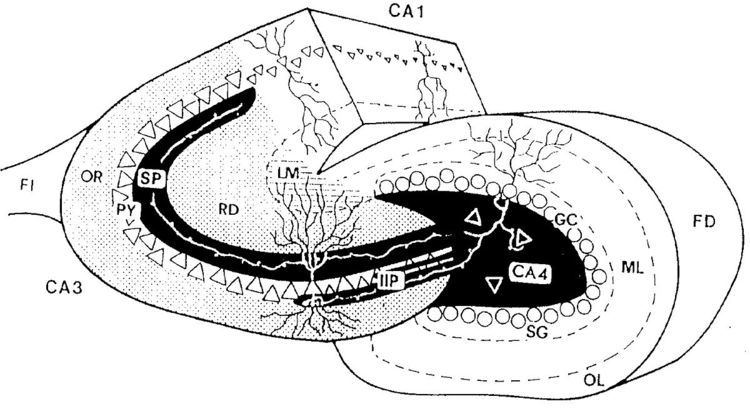 Mossy fiber (hippocampus)