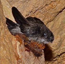 Mossy-nest swiftlet httpsuploadwikimediaorgwikipediacommonsthu