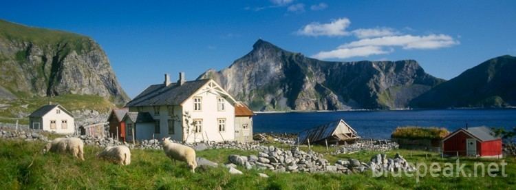 Mostad Sheep grazing at an old farm house in Mostad Lofoten Norway