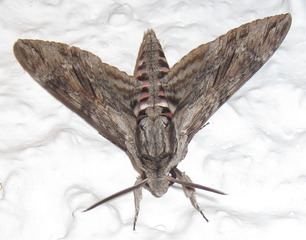 Moth Moth Wikipedia