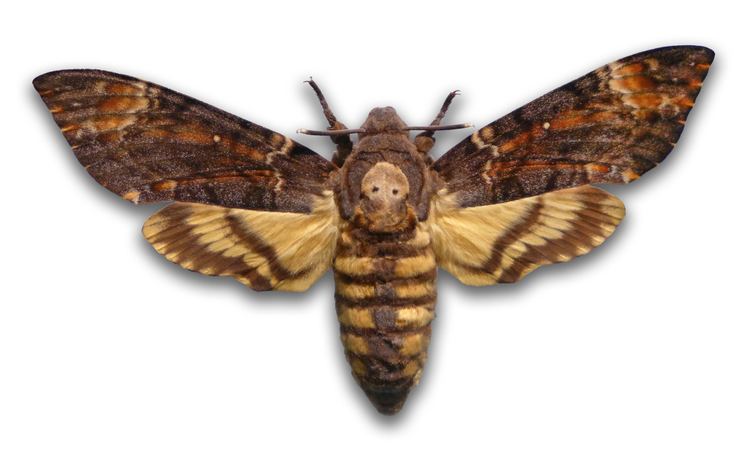 Moth Secret of quotDeathquot Moth39s Scary Squeak Revealed
