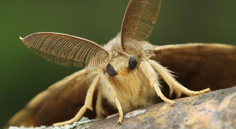 Moth A Moth Up Close and Personal YouTube