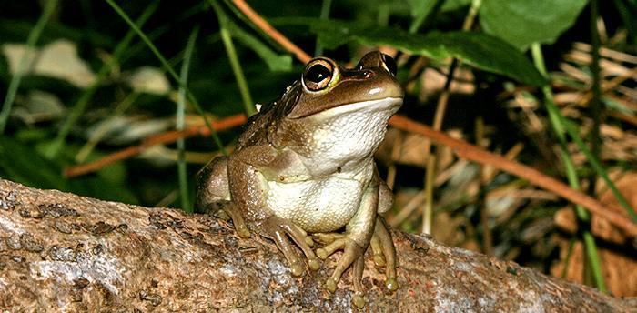 Motorbike frog Motorbike Frog Western Australian Museum