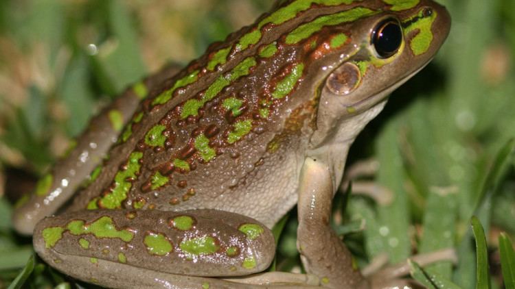 Motorbike frog Motorbike Frog