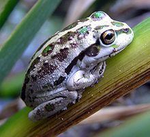 Motorbike frog httpsuploadwikimediaorgwikipediacommonsthu