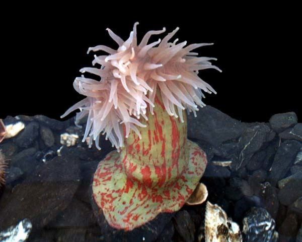 Mottled anemone httpswwwafscnoaagovKodiakimagesphotomisa