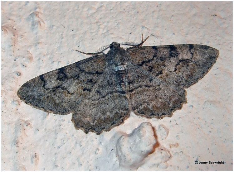 Mottled beauty Irish moths Mottled Beauty Alcis repandata