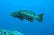 Mottled grouper httpsuploadwikimediaorgwikipediacommonsthu