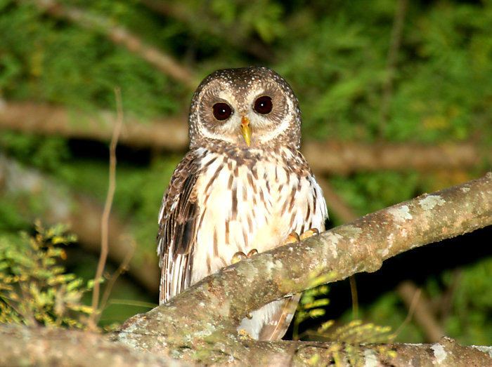 Mottled owl Mottled Owl Photo