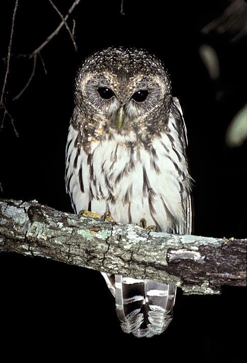 Mottled owl wwwowlpagescomowlsspeciesimagesmottledowlr